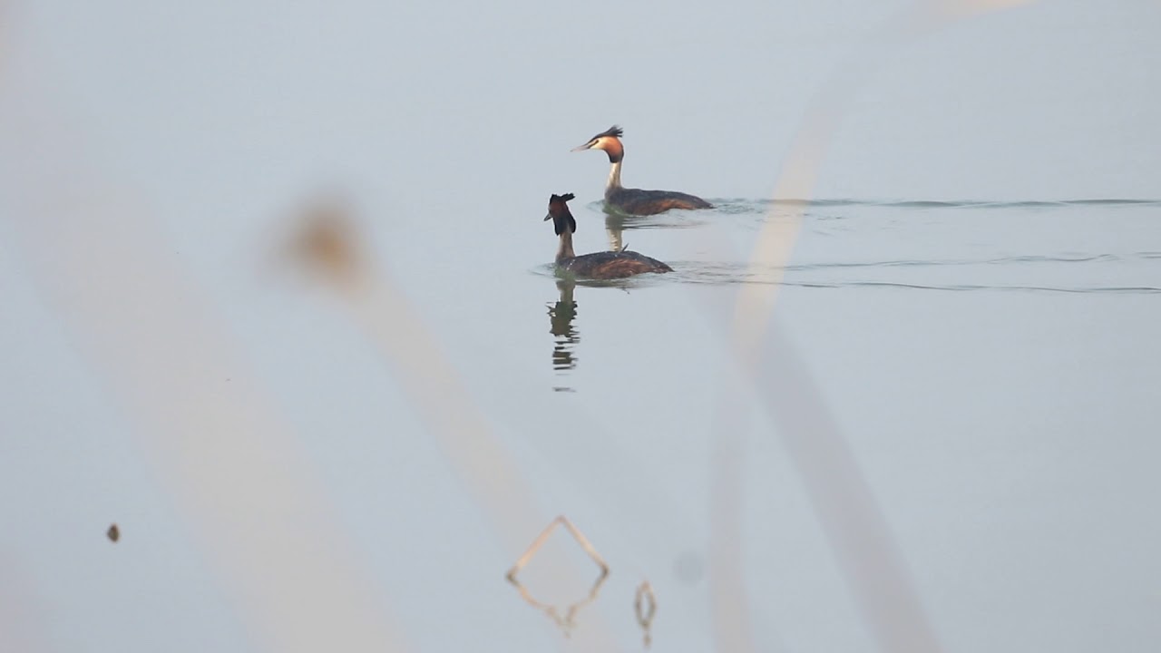 野鳥動画（中国）Crested Grebeカンムリカイツブリ求愛20180327101A6772 - YouTube Nagaimasato/♪BirdKun