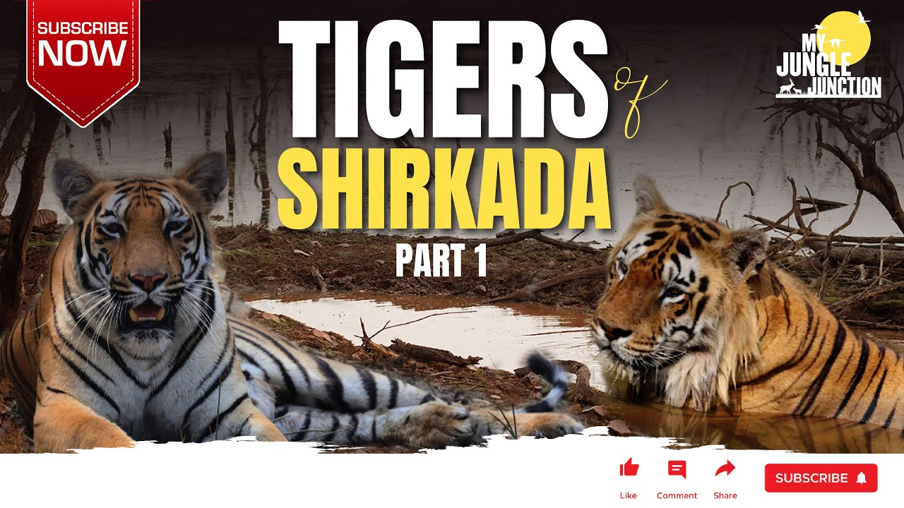 Tigers of Tadoba I VEERAPPAN & HEENA Of Sirkada Zone