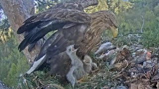 White-tailed eagles | Little Eaglet not miss any apportunity to attack on big brother | May 12, 2024