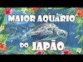 AQUARIO DE OKINAWA | CHURAUMI | SHOW DE GOLFINHOS