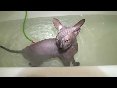 Video: Kuinka Valita Don Sphynx-kissanpentu