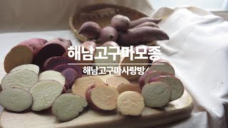 해남고구마사랑방 고구마모종