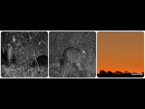 Decorah Eagles –   North Nest new season begins 17.10.2026 Explore Live Nature Cams