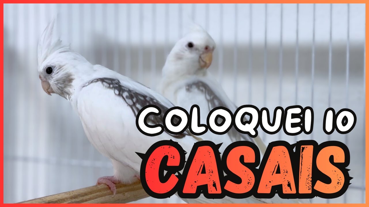 COMECEI A REPRODUÇÃO COM 10 CASAIS DE CALOPSITAS