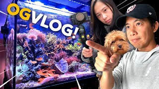 NIGHT ATTACK! 😈 How I FEED Corals! Water change, coral frag & mount! Neat Aquatics Limpet Pump Guard by Inappropriate Reefer 41,716 views 1 year ago 44 minutes