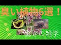 "世界で最も臭い花6選！知らなきゃ損する驚きの植物雑学"