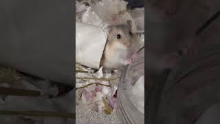 Mo gg find friends 毛豬豬找朋友 #hamster