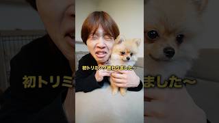 愛犬初めてのカットで緊急事態発生しました