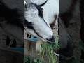 this is so tasty nom nom nom🐐#naturedaily #nature #naturelovers #animal #fluffyfriends #goat #cute