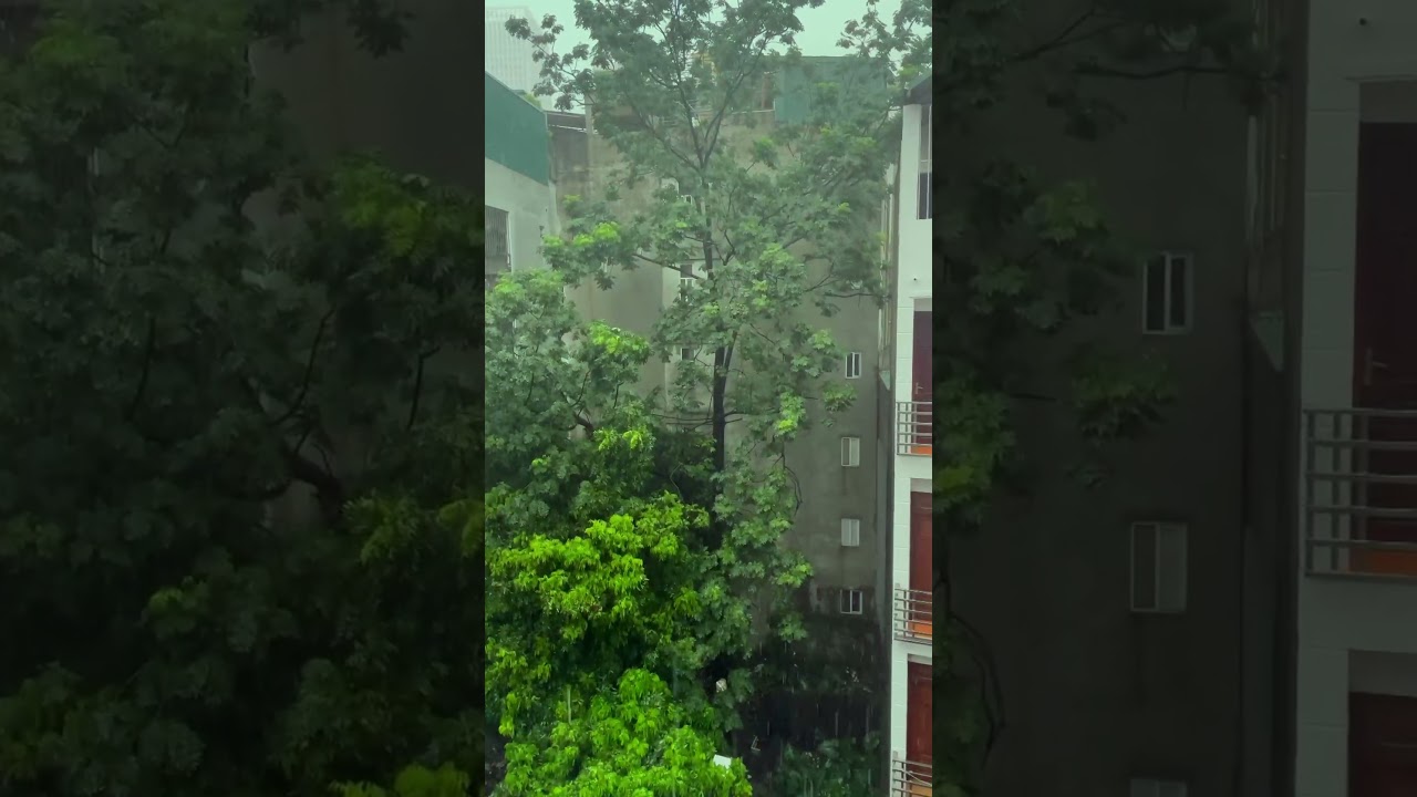 Peaceful Rain Through Glass Ancient Tree | Rainy Days ASMR