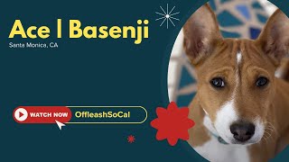 Basenji Off Leash K9 Training | Ace | Santa Monica, CA | OffLeash Socal