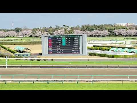 阪神11レース コーラルS 払い戻し金