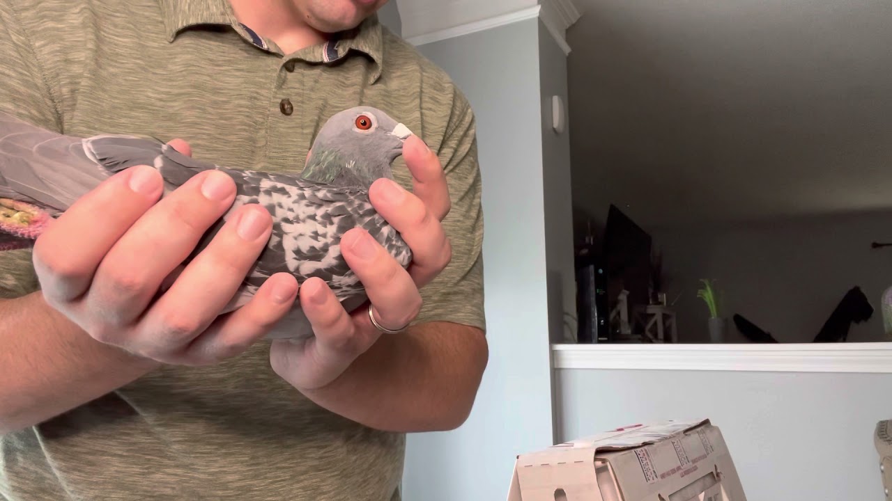 Final addition of Foundation Racing Breeders to the Loft