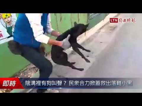 陰溝裡有狗叫聲? 民眾合力掀蓋救出落難小黑 - 陰溝裡有狗叫聲? 民眾合力掀蓋救出落難小黑