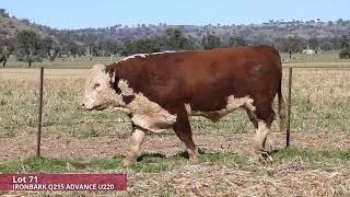 Lot 71 Ironbark Q215 Advance U220