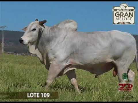 LOTE 109