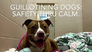 Guillotining Dogs: Safety Thru Calm
