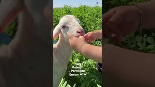 Aç Kuzu Bebeğin Parmağını Emiyor 🐑 🐑