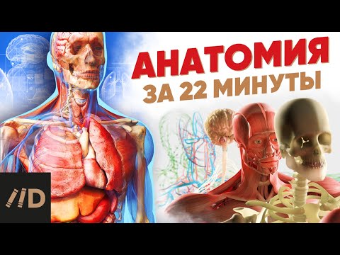 Анатомия за 22 минуты