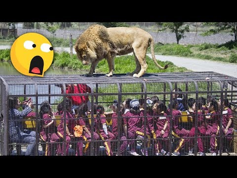 تصویری: چرا باغ وحش gw هنوز باز است؟