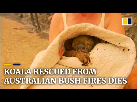 Koala in Australian Bushfire dies