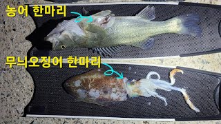 무늬오징어 해루질 (농어 5짜 득템)  2024.05.18