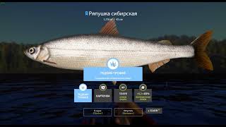 р. Нижняя Тунгуска. Ряпушка сибирская редкий трофей.