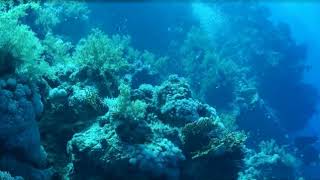 Red Sea Best Videos By David Pita By Pela G