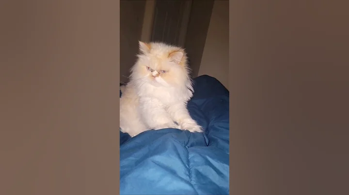 Video 6034431: persiancat persians, persiancat cat kitten, kitten massage