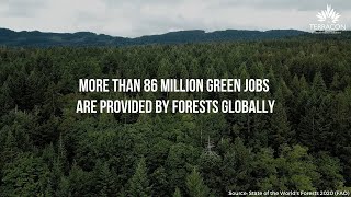 3 Times Tree Plantations Benefited Global Communities (Nature-based Solutions)