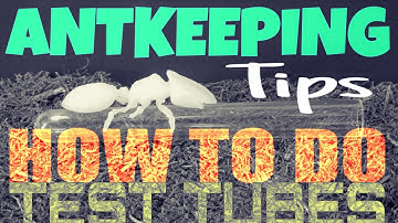 HOW TO Set Up a Test Tube for Queen Ants (ANTKEEPING TIPS/TUTORIAL)