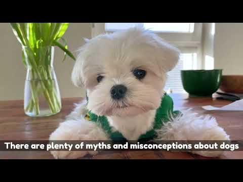 Video: 5 semne Shih Tzu este stresat