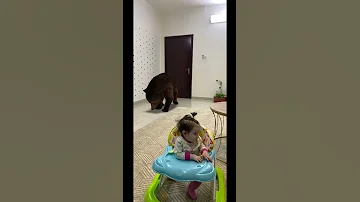 ماشا والدب Shorts 