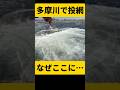 激流に投網を投げたらあの魚が… #shorts #投網 #釣り #巨大魚