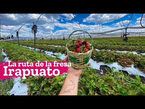 Conociendo Irapuato Guanajuato en la ruta de la fresa