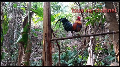 qaib qus tuaj zoo thiab zoo nkauj heev g tua nawb ciab saib nawb(18/2/2021)