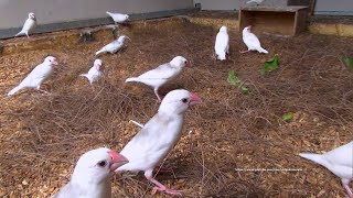 White Java Sparrows and Friends  Sorting Pine Leaves