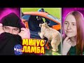 МЕДВЕДЬ РАЗБИЛ ЛАМБУ! Реакция на смешные видосы