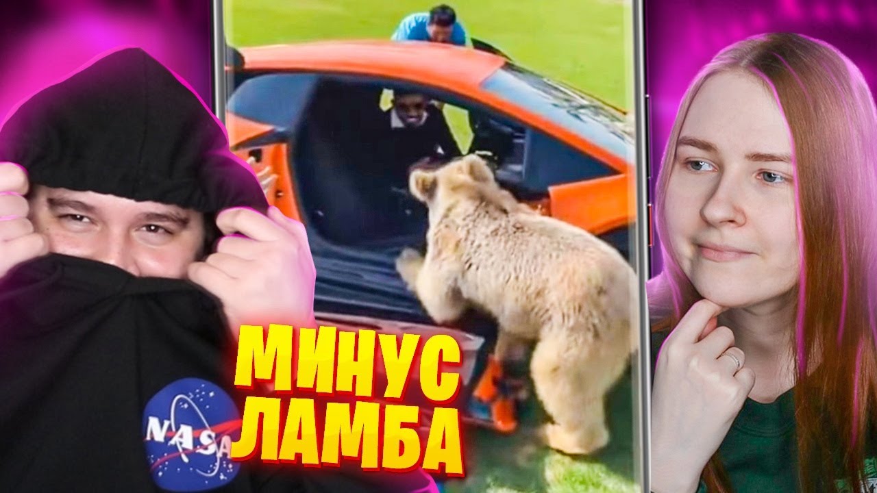 Медведь разбил машину