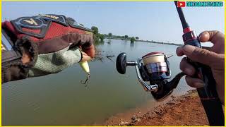 Mancing Barramundi Ditambak