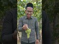 Anggur segar langsung dari kebun.#trend #vlog #trending #viral #short #creator #creative