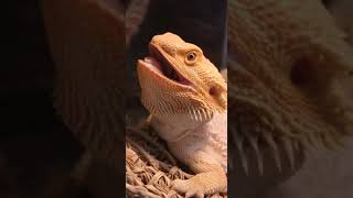 Bearded Dragon Teeth