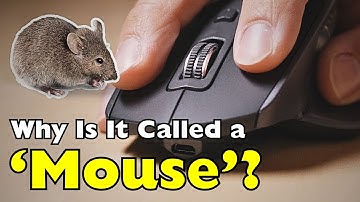 Waarom noemen we het een muis? Het verrassende verhaal van een tech-icoon