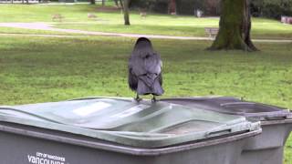 Calm crow on a garbage bin in the park Profile