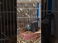 Building Nest #racingpigeons