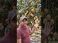 jode jode falva Mai Ke chadhaibo#shortvideo #mango #Deepak Kumar avdhesh