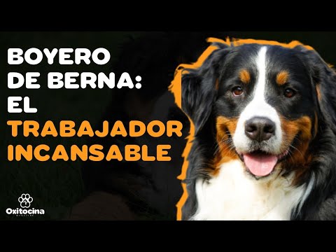 Video: 10 razas de perros que son los últimos babeantes