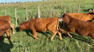 TIERFLAQ_ 38 TERNEROS DE 165 KG (28 M y 10 H) EN TIMOTE y TEJEDOR