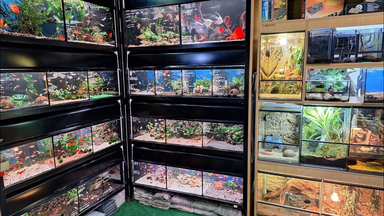 Sklep zoologiczny Mini ZOO w Puławach