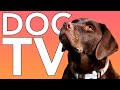 Dog tv 10 hours of fun exciting tv for dogs and puppies